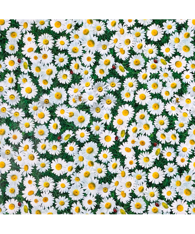 Rechteckige Wachstuch-Tischdecke mit dichtem Gänseblümchen-Muster. Zahlreiche weiße Blüten mit gelber Mitte bedecken einen grünen Hintergrund aus Blättern und Gräsern und erzeugen die Optik einer blühenden Sommerwiese. Zwischen den Blüten sind vereinzelt kleine Marienkäfer zu sehen, die dem floralen Design einen natürlichen und verspielten Akzent verleihen. Die Tischdecke fällt über die Kanten eines Tisches herab.